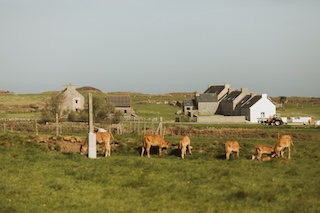 troupeau jersiaise